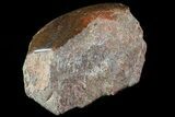 Polished Dinosaur Bone (Gembone) Section - Colorado #70063-1